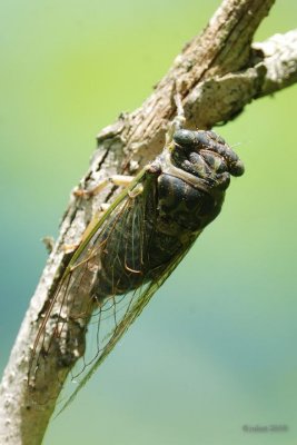Cigale caniculaire (Cicada: Dogday Harvestfly) Tibicen canicularis