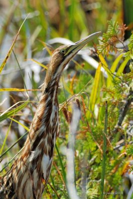 Butor d'Amrique (American bittern)