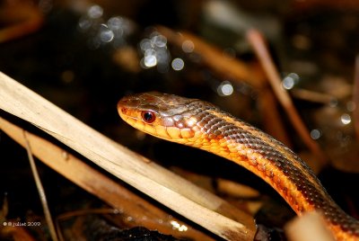 Couleuvre raye forme rouge (Common gartersnake)