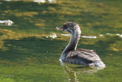 Grbe  bec bigarr jeune (Pied-billed grebe)