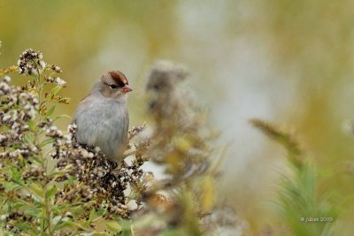 Bruant à couronne blanche juvenile (White-Crowned sparrow)