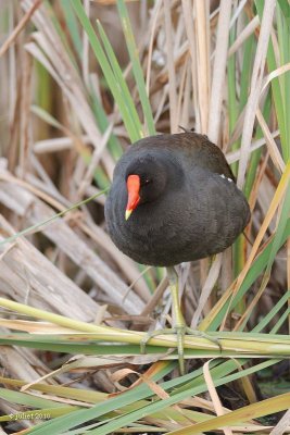 Gallinule Poule d'eau (Common moorhen)