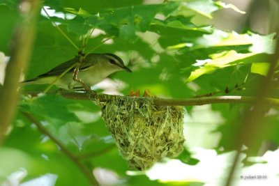 Viro au yeux rouges (Red-eyed vireo)