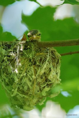 Viro aux yeux rouges (Red-eyed vireo)