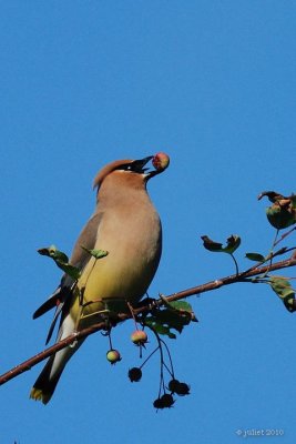 Jaseur d'Amrique (Cedar waxwing)