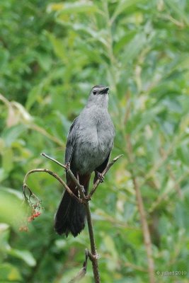 Moqueur Chat (Grey catbird)