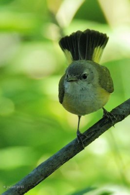 Paruline flamboyante (American redstart)