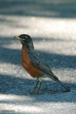 Merle d'Amrique (American robin)