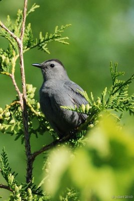 Moqueur chat (Grey catbird)