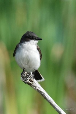 Tyran tritri (Eastern Kingbird)