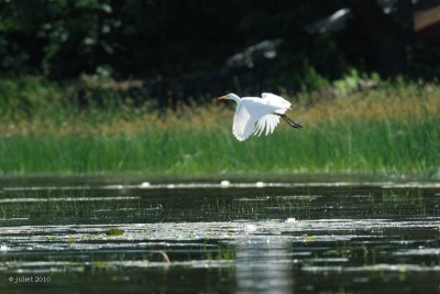 Grande aigrette (Great egret)