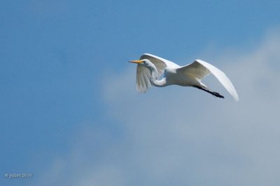 Grande aigrette (Great egret)