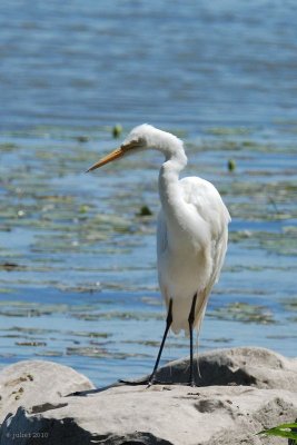 Grande aigrette (Great egret)