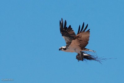 Balbuzard pcheur (Osprey)