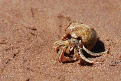 Bernard l'hermite (Hermit crab)