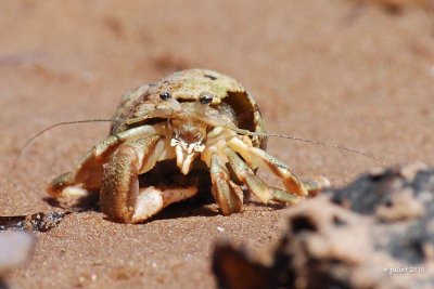 Bernard l'hermite (Hermit crab)