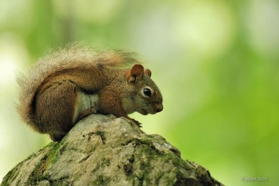 cureuil roux (Red squirrel)
