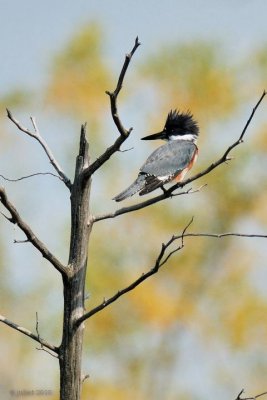 Martin-pêcheur d'Amérique femelle (Belted Kingfisher)