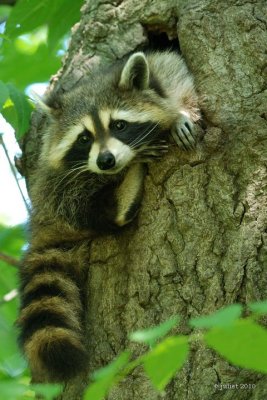 Raton-laveur (Raccoon)