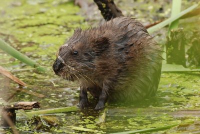 Rat musqu (Muskrat)