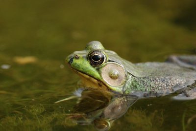 Grenouille verte male (Green frog)