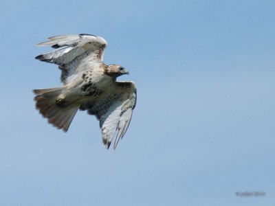 Buse à queue rousse (Red-tailed hawk)