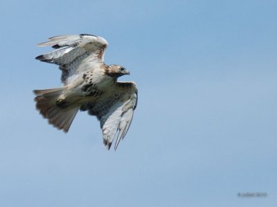 Buse  queue rousse (Red-tailed hawk)