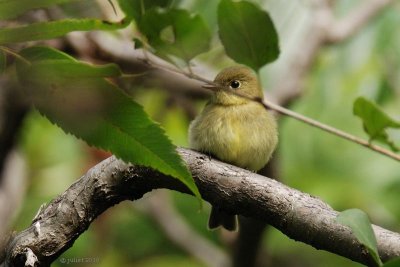 Paruline sp (Warbler sp?)