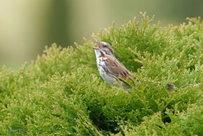 Bruant chanteur (Song sparrow)