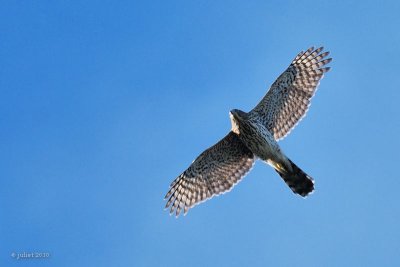 Épervier (Hawk)