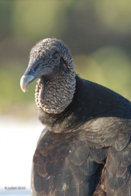 Urubu noir (Black vulture)