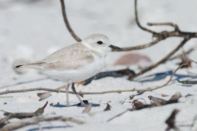 Pluvier  collier interrompu (Snowy plover)