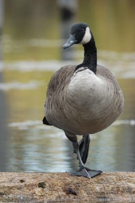 Bernache du Canada (Canada goose)