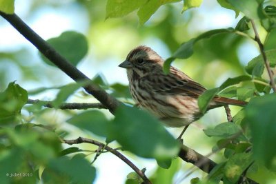 Bruant chanteur (Song sparrow)
