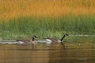 Bernache du Canada (Canada goose)