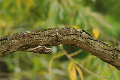 Grimpereau brun (Brown creeper)