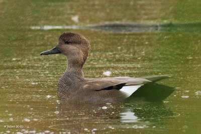 Canard Chipeau (Gadwall)