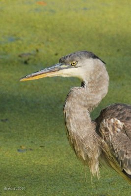 Grand hron (Great blue heron)