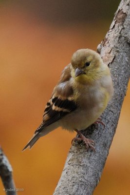 Chardonneret jaune (Goldfinch)