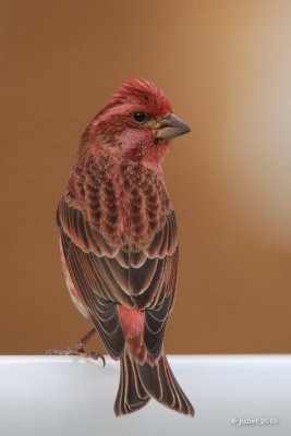 Roselin pourpr (Purple finch)