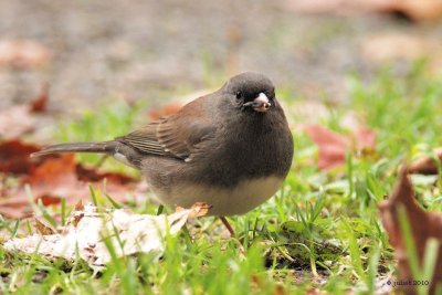 Junco ardois (Dark-eyed junco)