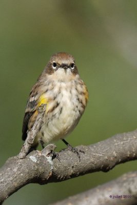 Paruline  croupion jaune (Yellow-rumped warbler)