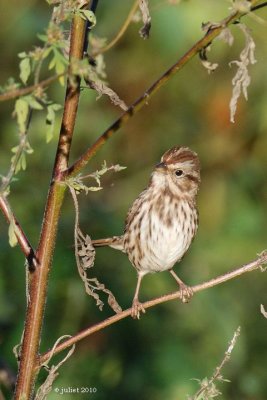 Bruant chanteur (Song sparrow)