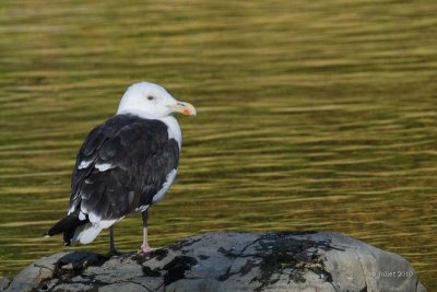 Goland marin (Black-back seagull)