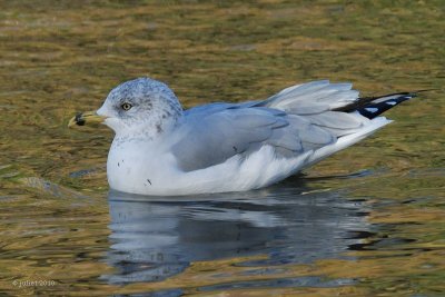 Goland  bec cercl 2ime hiver (Ring-billed gull)