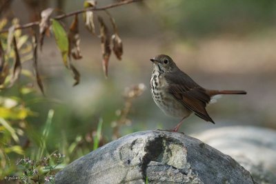 Grive solitaire (Hermit thrush)