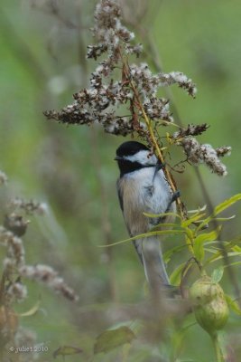 Mésange à tête noire (Black-capped chickadee)
