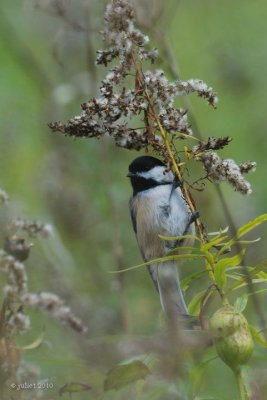 Msange  tte noire (Black-capped chickadee)