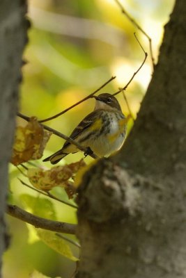 Paruline à croupion jaune (Yellow-rumped warbler)