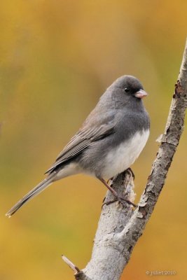 Junco ardoisé (Dark-eyed junco)